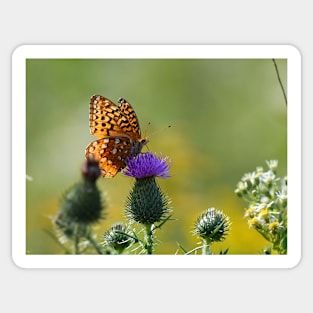 Butterfly on Thistle Orange Fritillary Purple Flower Sticker